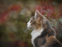 前世今生我與他 / 她的緣分