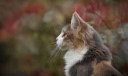 前世今生我與他 / 她的緣分