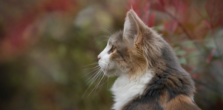 前世今生我與他 / 她的緣分