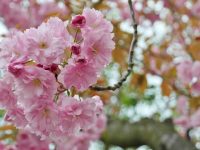 塔羅牌哪幾張代表桃花呢？