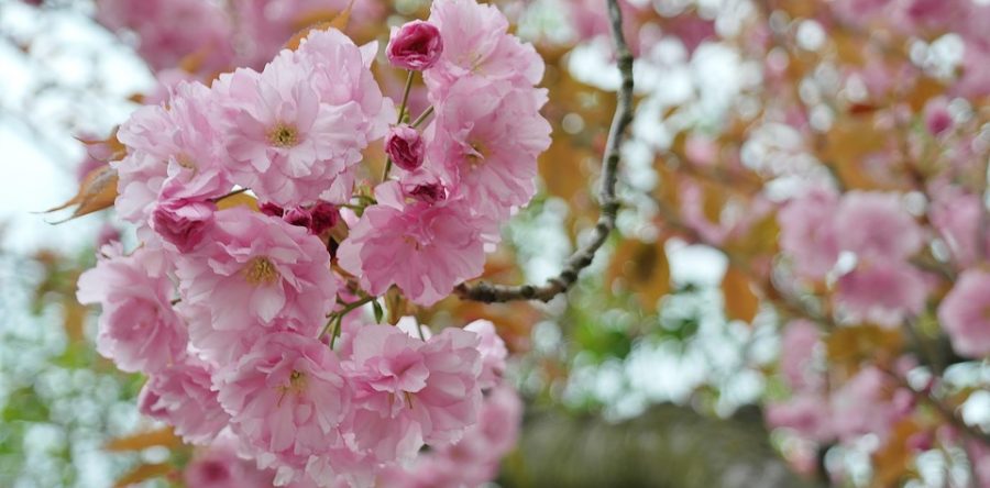 塔羅牌哪幾張代表桃花呢?